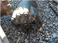 25548.11.jpg Used Atlas Copco 7-7/8" SD8 Hammer Bit - SOLD Atlas Copco